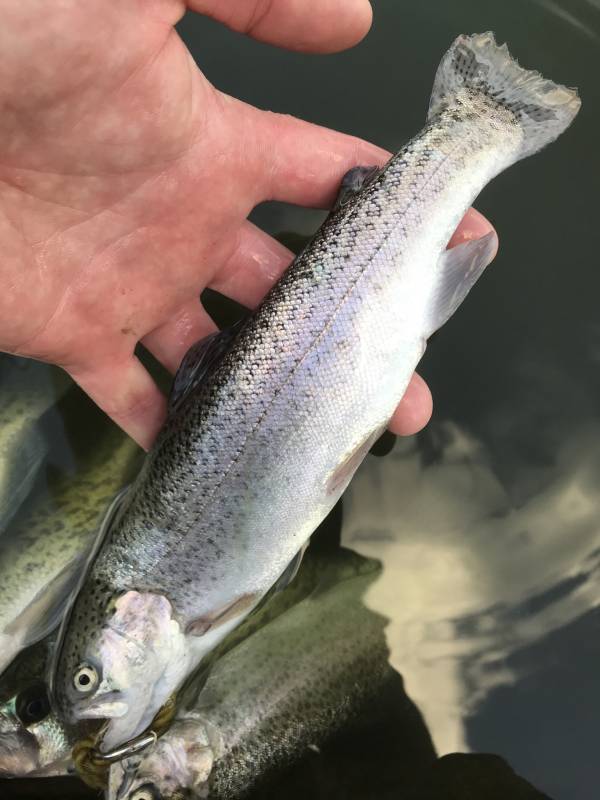 Rainbow trout in Illinois