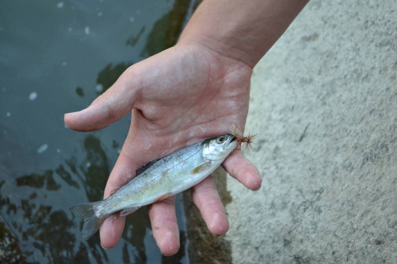 Rainbow trout in Yellowstone River