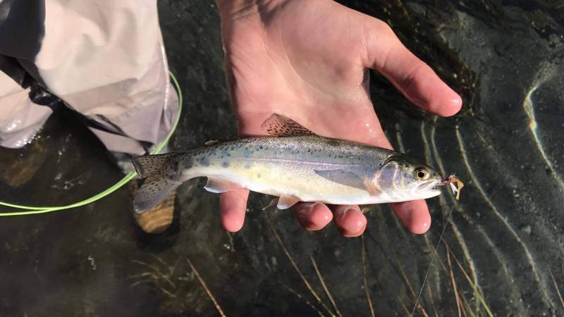 Rainbow trout in Idaho