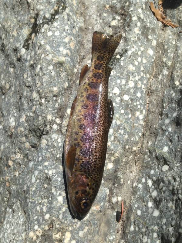 Rainbow trout in Loyalton
