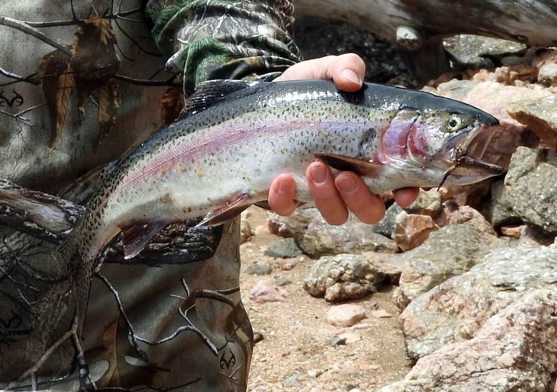 Steelhead in Paonia