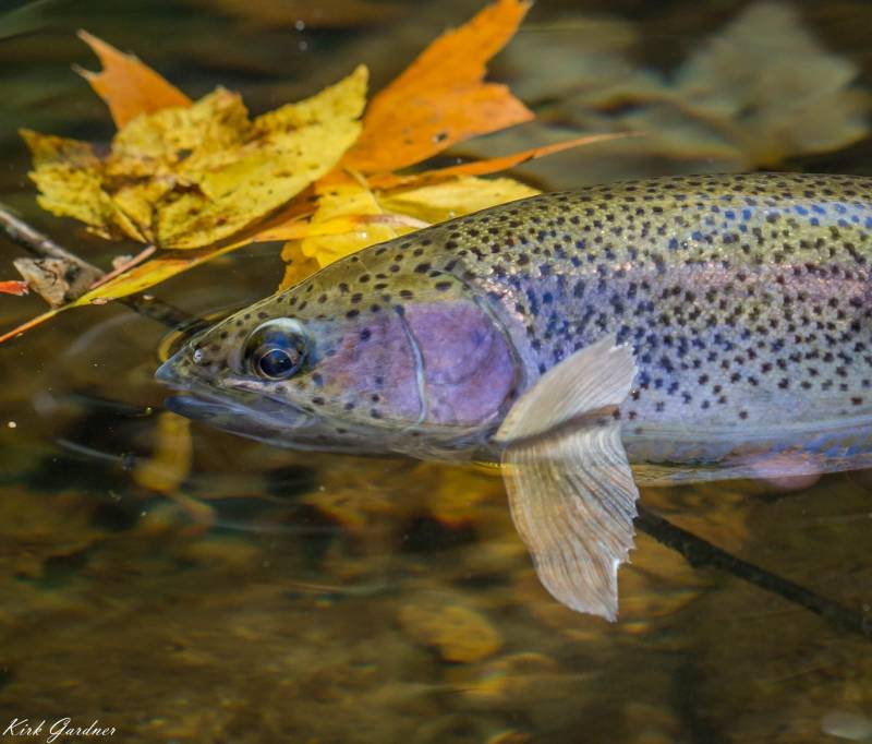 Rainbow trout in Mars Hill