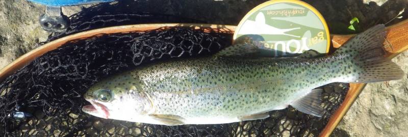 Rainbow trout in Iowa