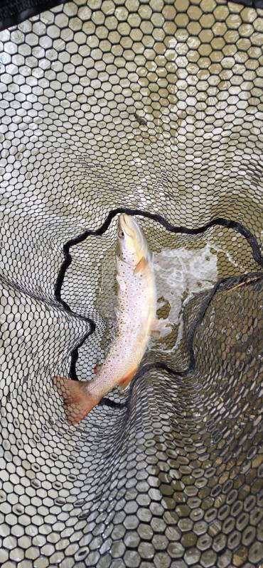 Brown trout in Centre County