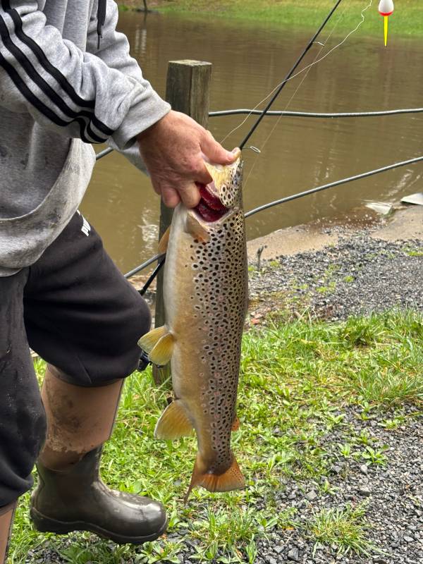 Brown trout in Ridgway