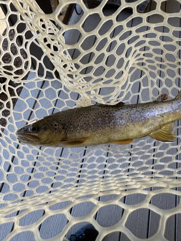 Brown trout in Westcliffe