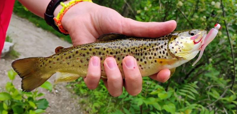 Brown trout in Boyne Falls