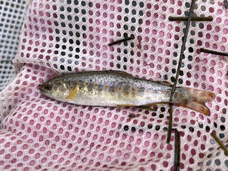 Brown trout in Salt Lake City