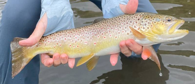 Brown trout in Wyoming