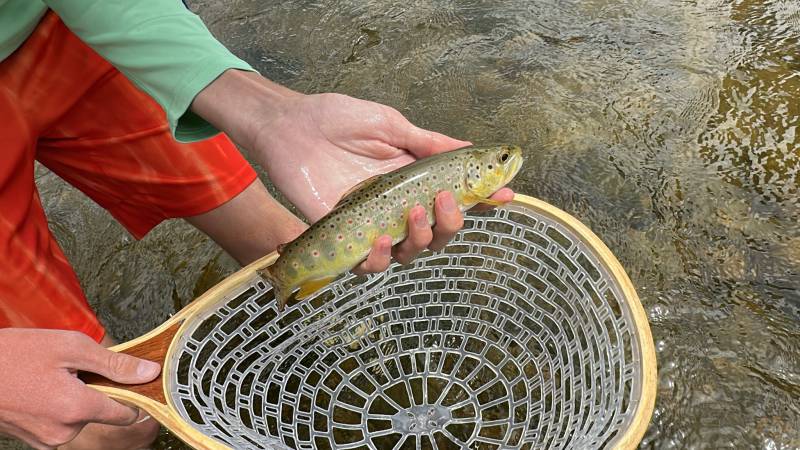 Brown trout in Mead
