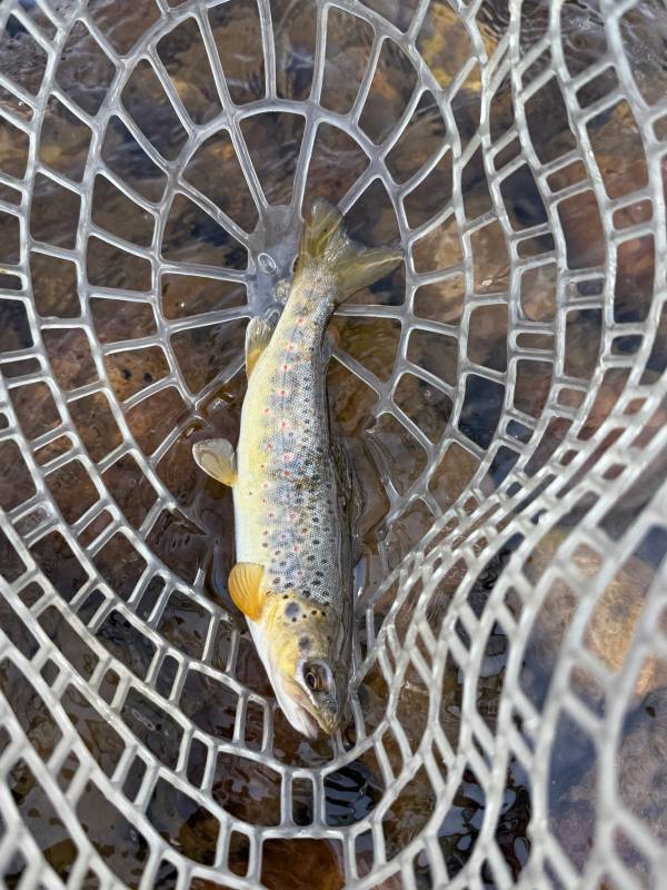 Brown trout in Wasatch County