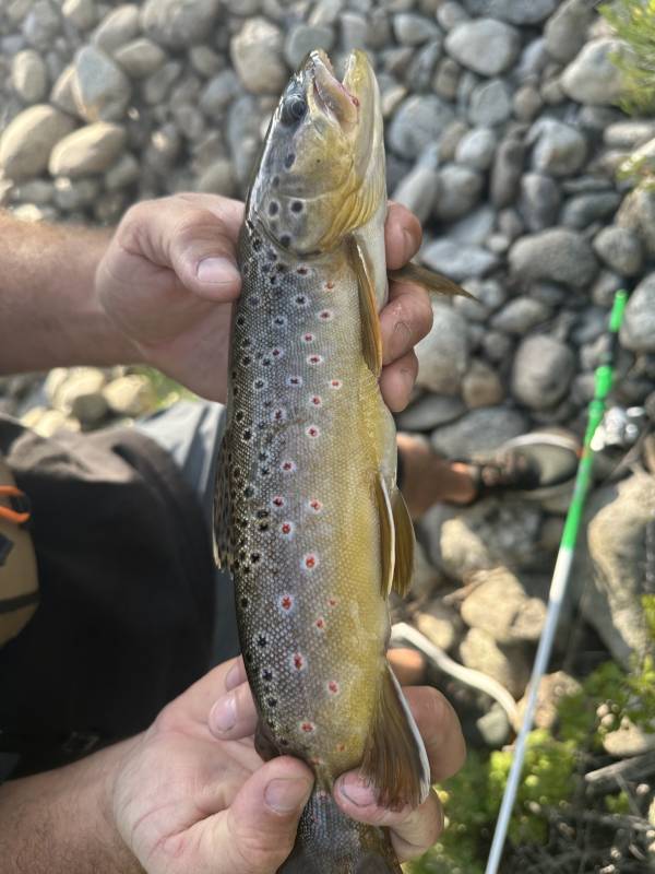 Brown trout in Blue River