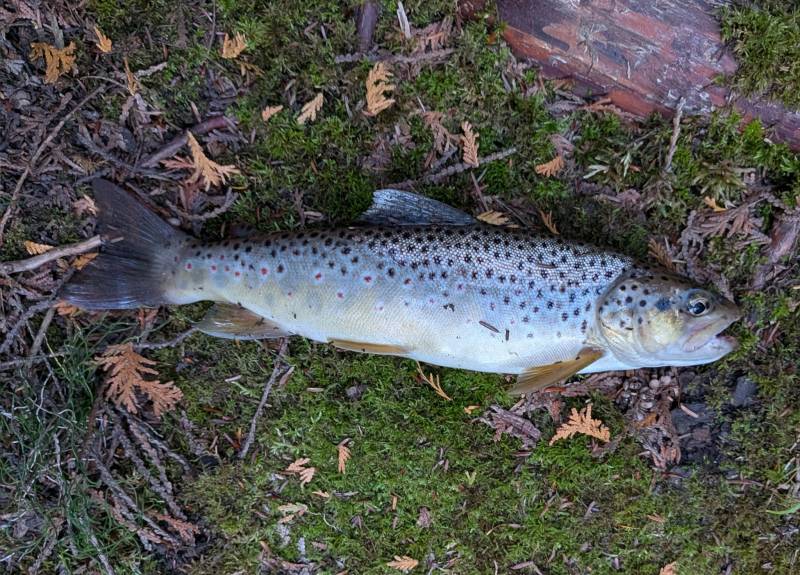 Brown trout in Boyne Falls