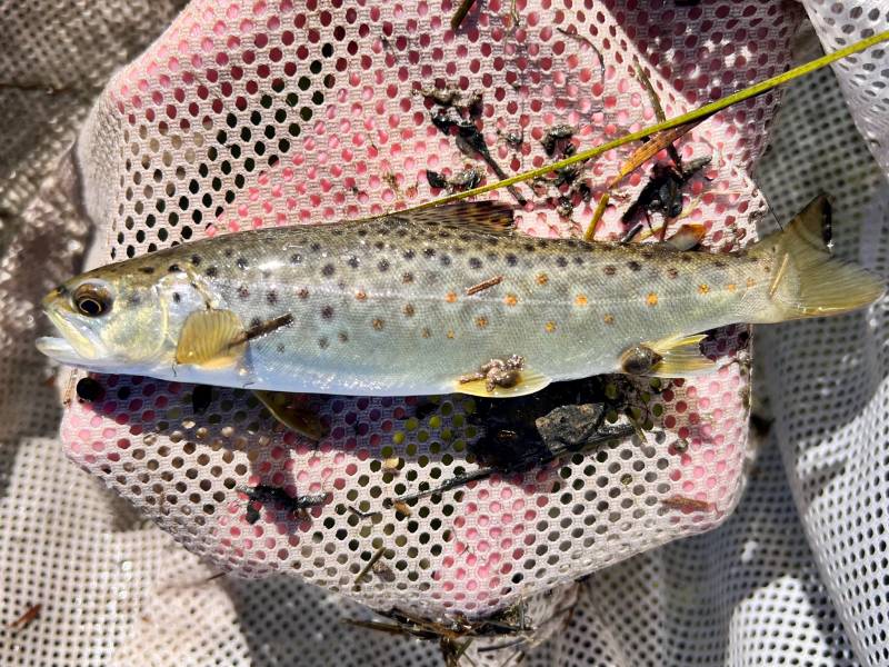 Brown trout in United States