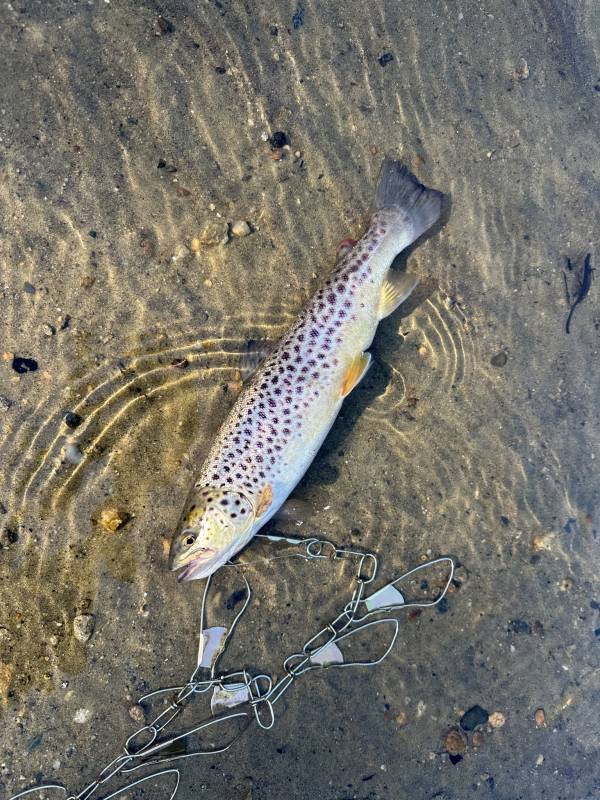 Brown trout in Arlington