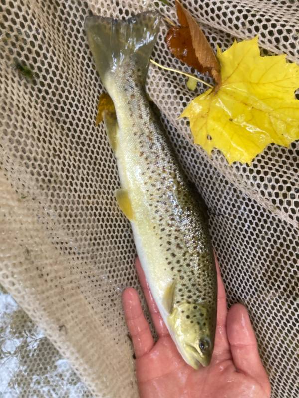Brown trout in United States