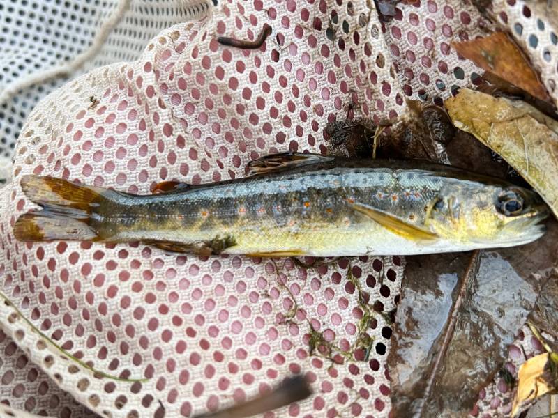 Brown trout in United States