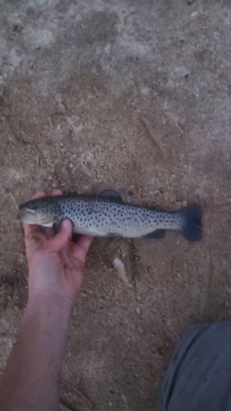 Brown trout in United States