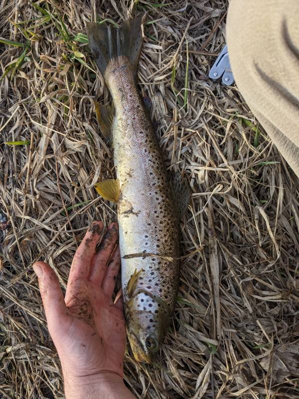 Brown trout in Minnesota