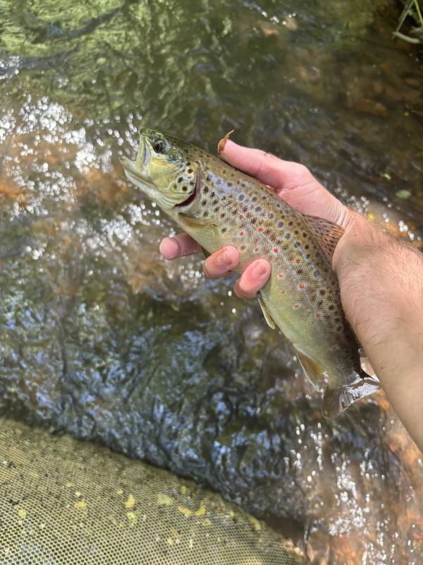 Brown trout in Andrews