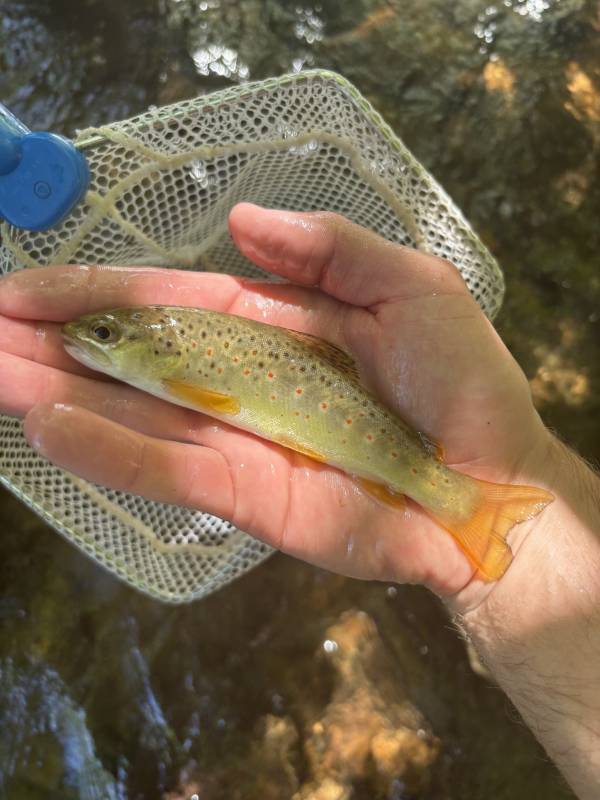 Brown trout in Andrews