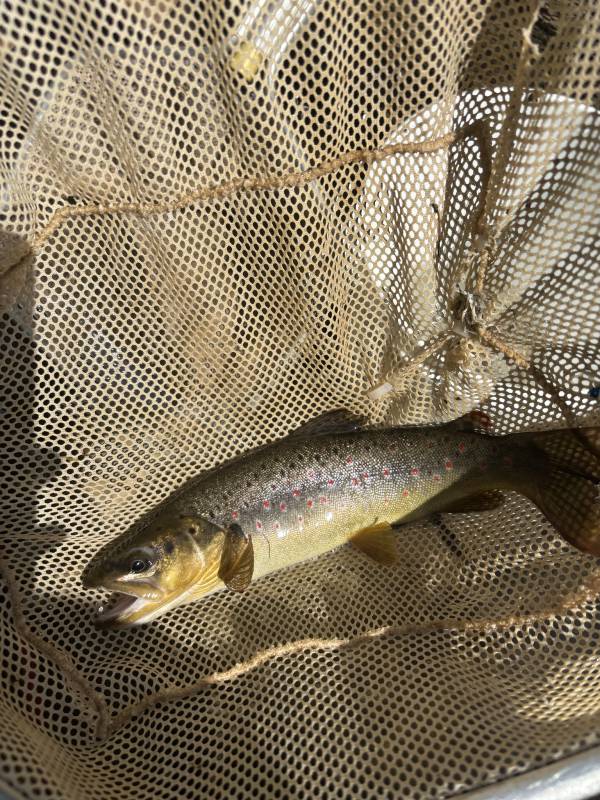 Brown trout in Andrews