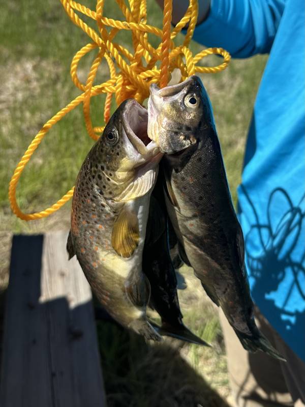 Brown trout in Colorado