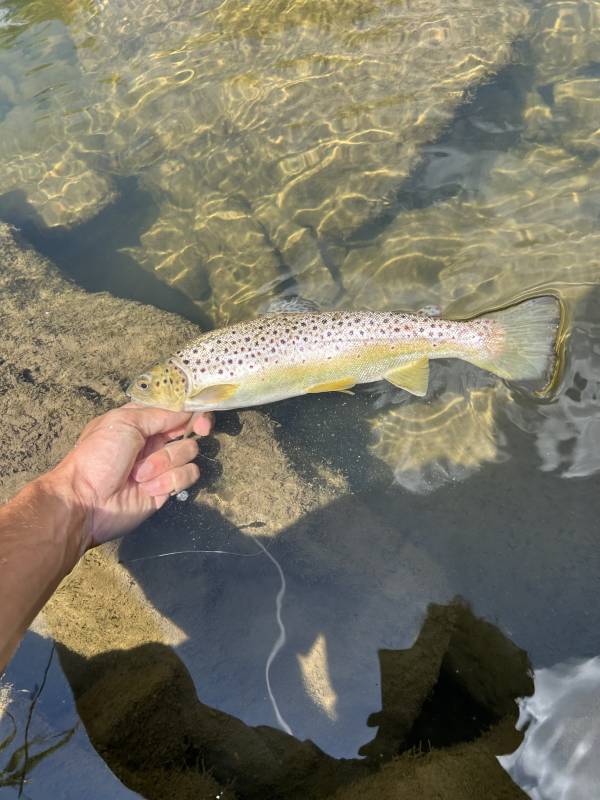 Brown trout in Village of Cuba