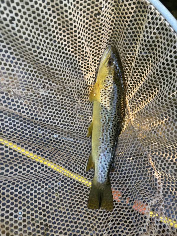 Brown trout in Sylva