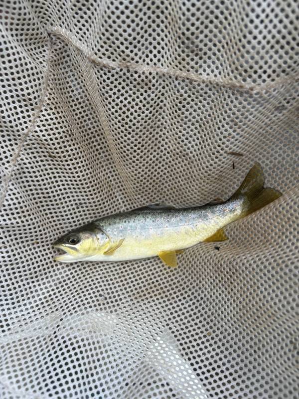 Brown trout in Andrews