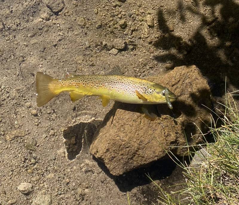 Brown trout in Chester