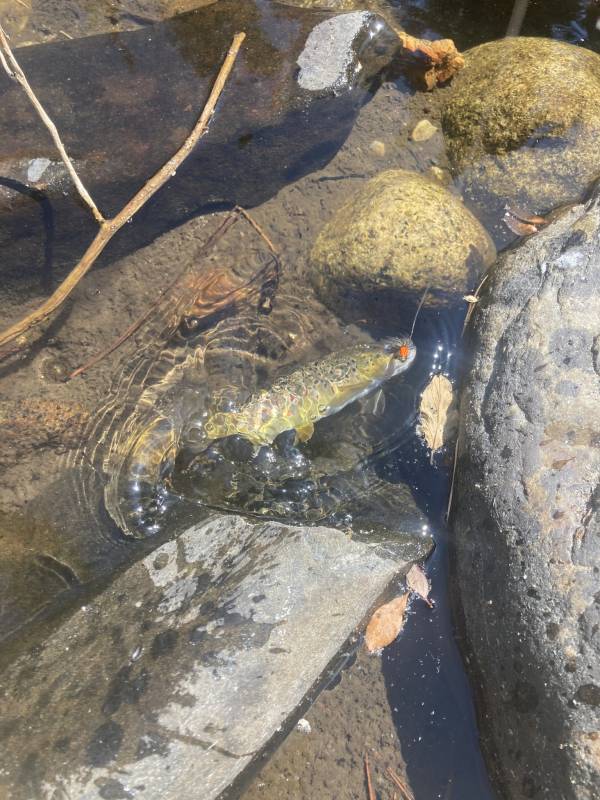 Brown trout in Orange Cove