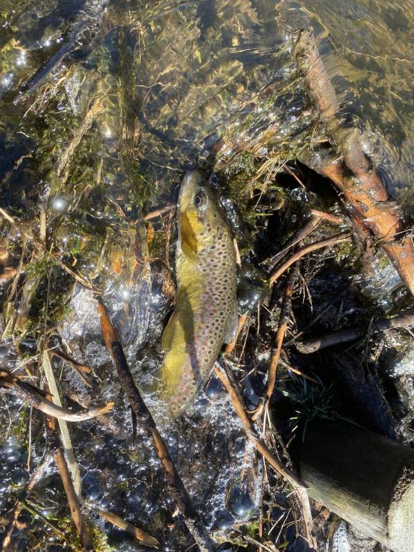 Brown trout in New Mexico