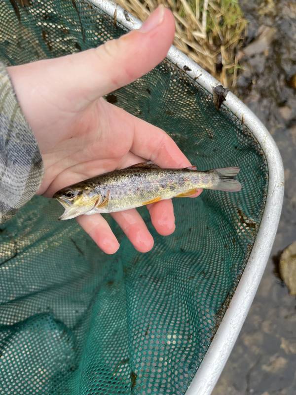 Brown trout in Netcong