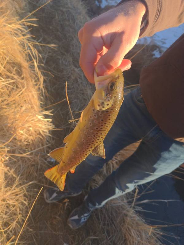Brown trout in Wyoming