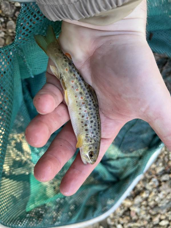 Brown trout in Rural Hall