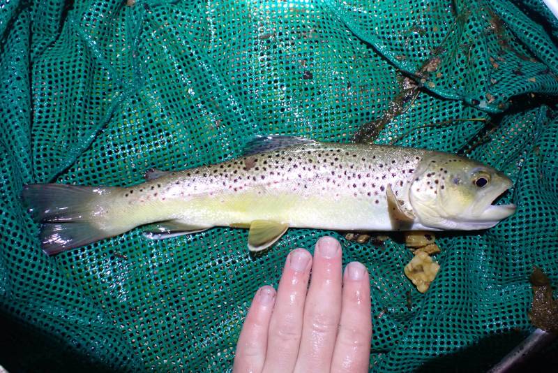 Brown trout in West Chester