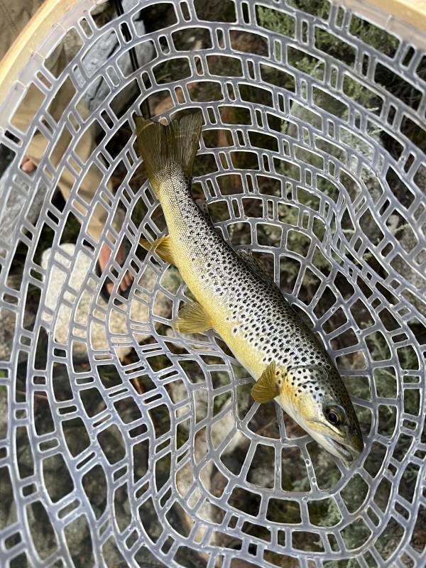 Brown trout in Mammoth Lakes