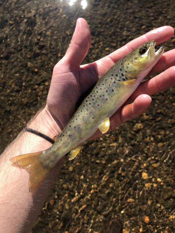 Brown trout in Andrews