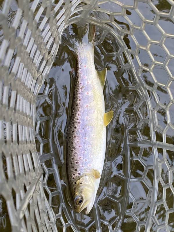 Brown trout in Blowing Rock