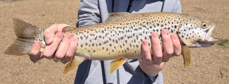 Brown trout in Susanville
