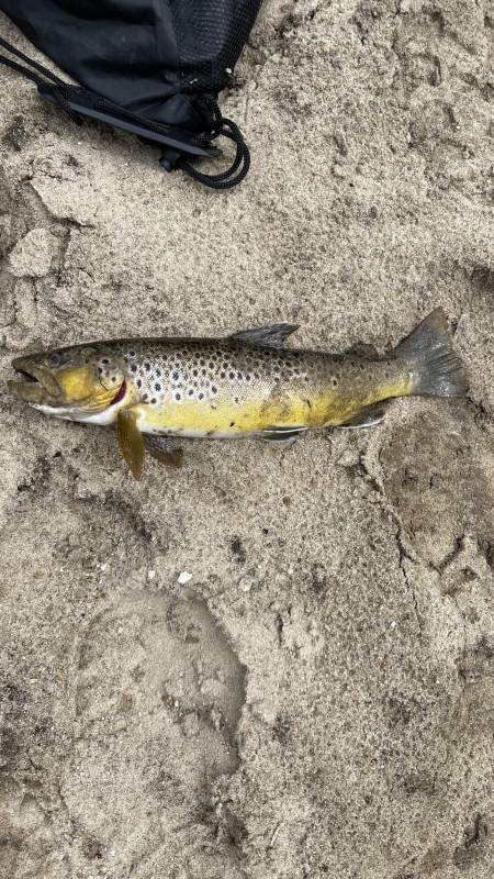 Brown trout in Minnesota
