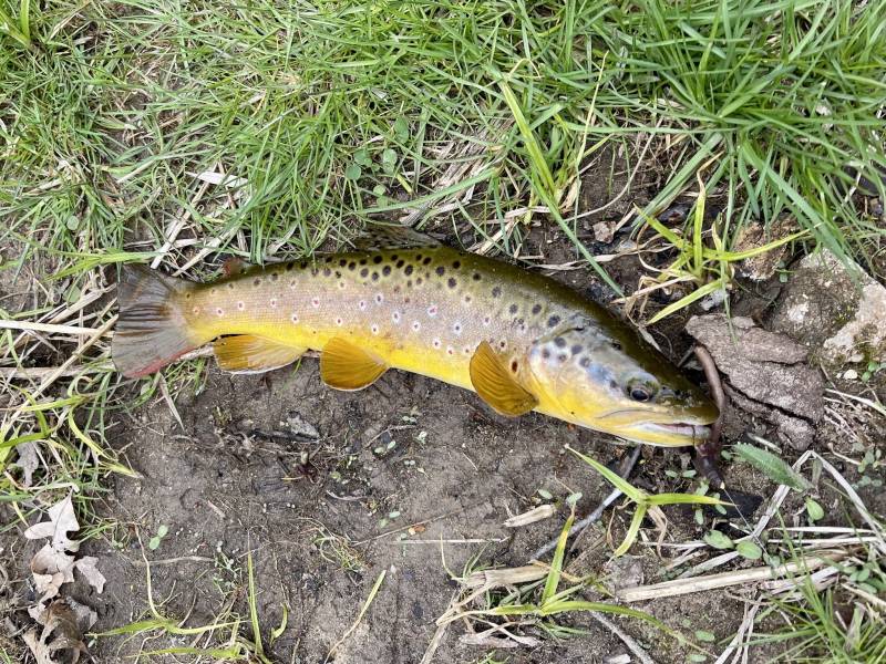 Brown trout in La Crosse