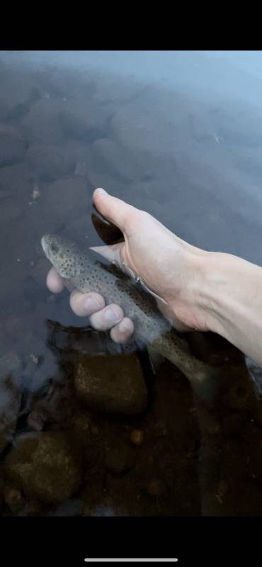 Brown trout in Boyne Falls