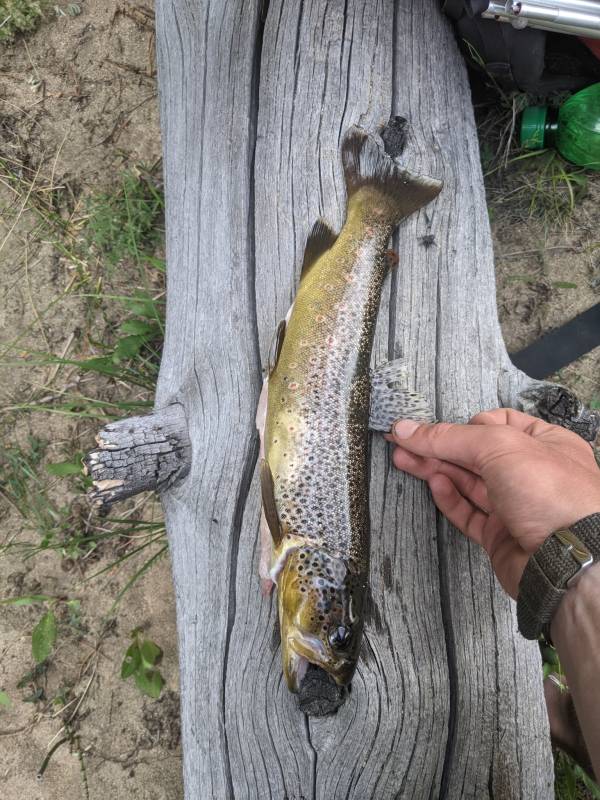 Brown trout in Wyoming