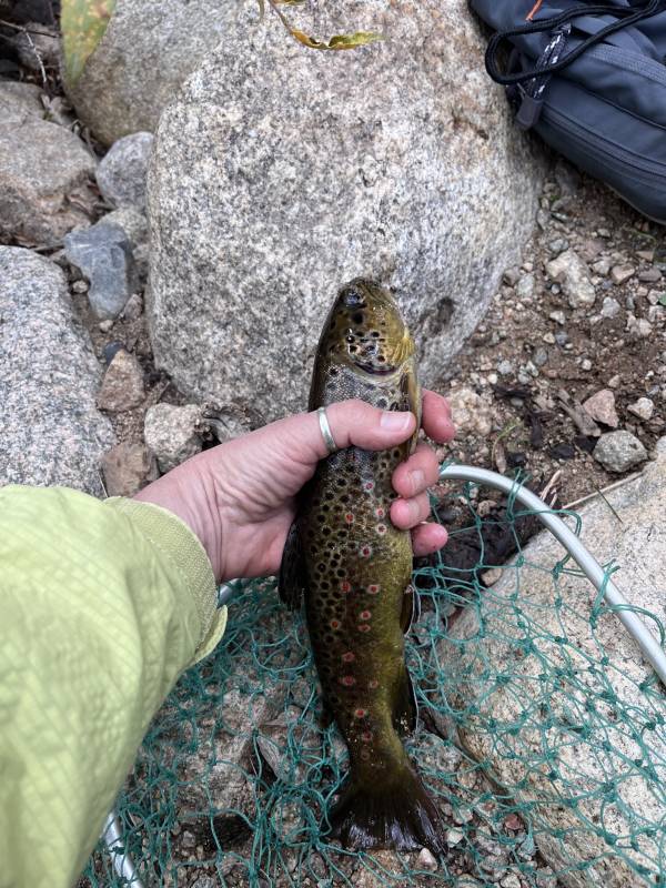 Brown trout in Taylor River