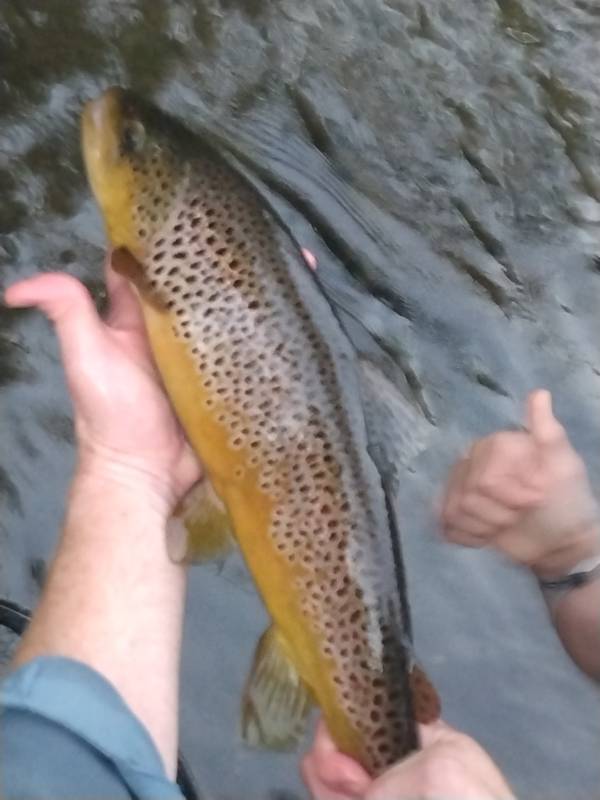 Brown trout in Yellville