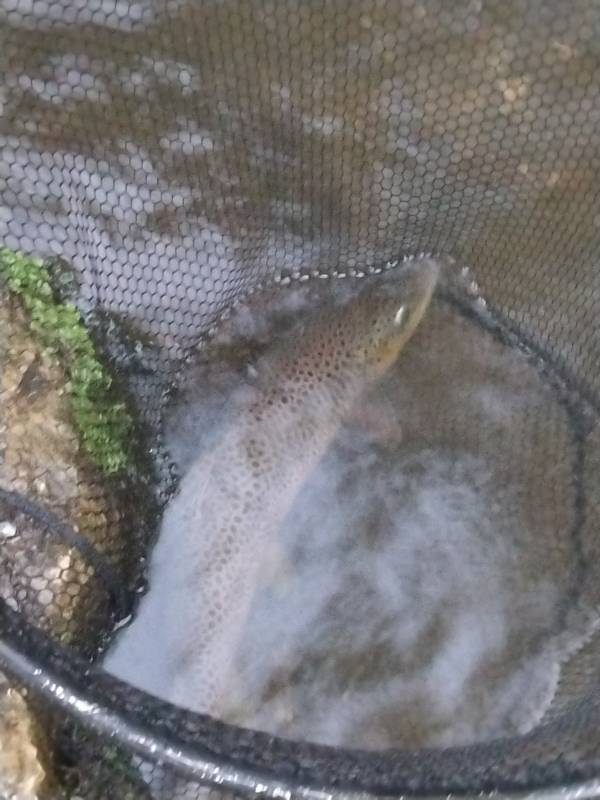 Brown trout in Yellville