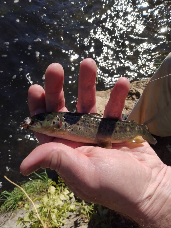 Brown trout in Yellville