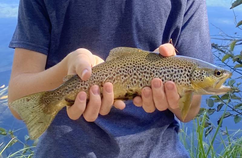 Brown trout in Chester